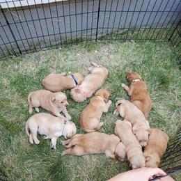 Golden Retriever Puppies from PC Goldens