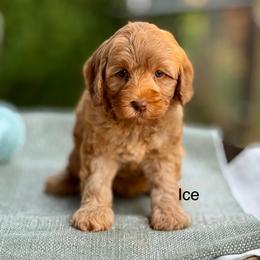 Ice - Caramel red female Australian Labradoodle puppy in Anderson, California from Shaggy Doodles
