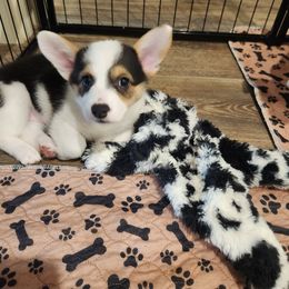 Pembroke Welsh Corgi Puppies from Lindsey's Lovely Little Corgis