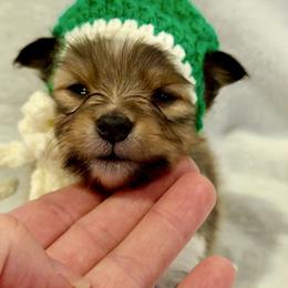 HULK - Sable & white male Toy Shetland Sheepdog puppy in Livonia, Michigan from M7’s Shelties, Toonies & AussieDoodles