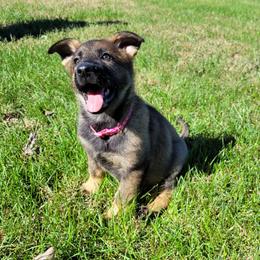 Ziva (Pink female) - Sable female German Shepherd puppy in Winchester, Kentucky from Del Lago Canine