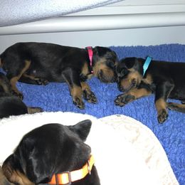 Doberman Pinscher Puppies from Spellbound Doberman Pinschers