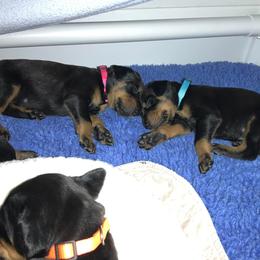 Doberman Pinscher Puppies from Spellbound Doberman Pinschers