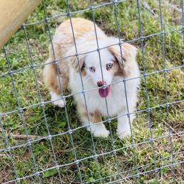 German Shepherd and Miniature American Shepherd Puppies from Bouchard’s Best Shepherds