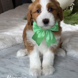 Rayna - Red female Bernedoodle puppy in West Jordan, Utah from Doodles Friend