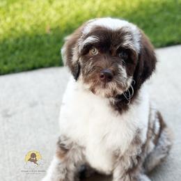 Goldendoodle Puppies from Dream A Little Doodle