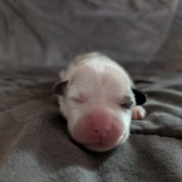 AKC Cardigan Boy 'Trek - Blue merle and white male Cardigan Welsh Corgi puppy in Tombstone, Arizona from WeVolution Off-Grid