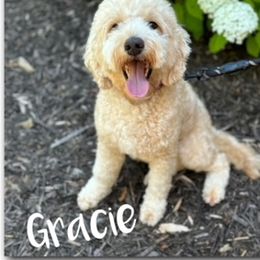 Gracie - Goldendoodle