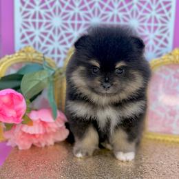 Veronica - Black and tan female Pomeranian puppy in Gilroy, California from Belt Fed Kennels