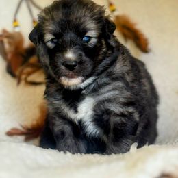 Boy 4 - male Native American Indian Dog puppy in Granby, Colorado from Turtle Island NAIDs