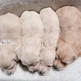 Gunner lighter male 3rd in picture - Cream male Dachshund puppy in Richmond, Virginia from Irresistible Dachshunds & Cavaliers