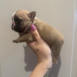 French Bulldog Puppies from Prickly Pear Kennels