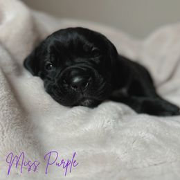 Cane Corso Puppies from Iron Will Cane Corso