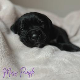 Cane Corso Puppies from Iron Will Cane Corso