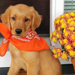 Golden Retriever Puppies from True North Golden Retrievers