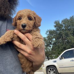Green girl - Red female Australian Cobberdog puppy in Sarasota, Florida from Labe's Australian Cobberdogs