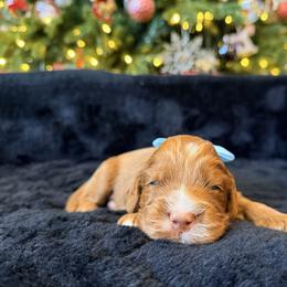 Cole - Caramel red male Australian Labradoodle puppy in Summerfield, North Carolina from Four Oaks Labradoodles