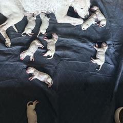Boy 2 - White male Dogo Argentino puppy in Citra, Florida from De La Citra Dogo Argentino