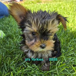 Wicket - Black and gold male Yorkshire Terrier puppy in Pocatello, Idaho from JJ's Yorkies