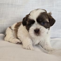 Nugget - Gold and white male Shih Tzu puppy in Providence, Rhode Island from All4Paws