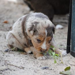 Australian Shepherd Puppies from Stephanie Young's Australian Shepherds
