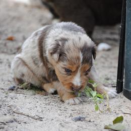 Australian Shepherd Puppies from Stephanie Young's Australian Shepherds