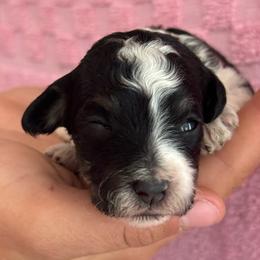 Pepper - Black and white female Bernedoodle puppy in Longmont, Colorado from Colorado Miniature Bernedoodle Puppies