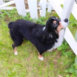 Hippy - Miniature American Shepherd