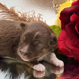 Rouge - Red tri female Toy Australian Shepherd puppy in Denmark, South Carolina from Rustic Rose Toy Australian Shepherds