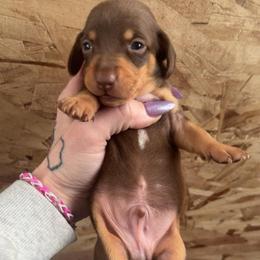 Boy 2 with white chest - Chocolate and tan male Dachshund puppy in Madison, Wisconsin from SK Miniature   Dachshunds