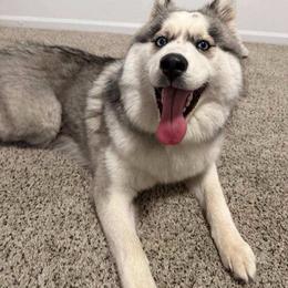 Siberian Husky puppies from Zodiac Moon Huskies