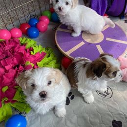 Havanese Puppies from Sandia Havanese