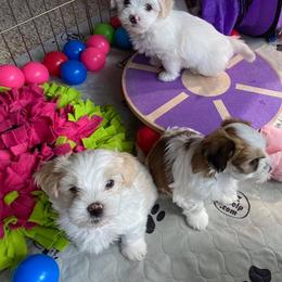 Havanese Puppies from Sandia Havanese