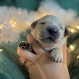 Fourth Pick Female - Golden female Golden Retriever puppy in De Beque, Colorado from The Wildfire Ranch