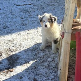 Stark - Blue merle male Australian Shepherd puppy in Louisville, Kentucky from Bluegrass Australian Shepherds