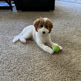 Aussiedoodle, Bernedoodle, Cavapoo, Double Doodle, Goldendoodle, and Yorkipoo Puppies from Fisher River Doodle's