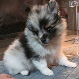 Chaos - Blue merle male Pomeranian puppy in Pickton, Texas from Mandy's Precious Poms