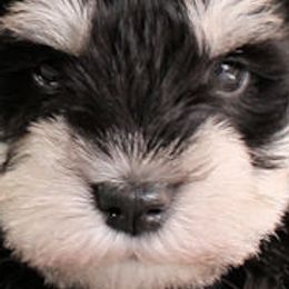Miniature Schnauzers from Mini Schnauzers