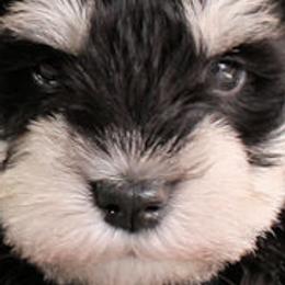 Miniature Schnauzers from Mini Schnauzers