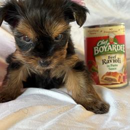 Monique - Black and tan female Yorkshire Terrier puppy in Ocala, Florida from Yorkie  And Shih Tzu Love