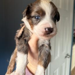 Leonardo - Blue merle male Miniature Australian Shepherd puppy in Buchanan, Georgia from Stanleyville Farm Mini Aussies