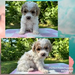 Boy 1 - Parti male Poodle puppy in Hillsboro, Illinois from Perfect Paws Puppies