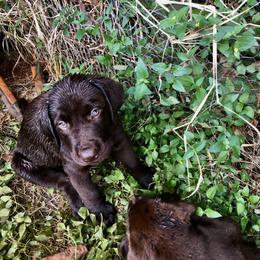 Labrador Retriever Puppies from Susan's Labrador Retrievers