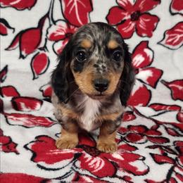 Maddy - Dapple female Dachshund puppy in Anaconda, Montana from Williams Family Dachshunds