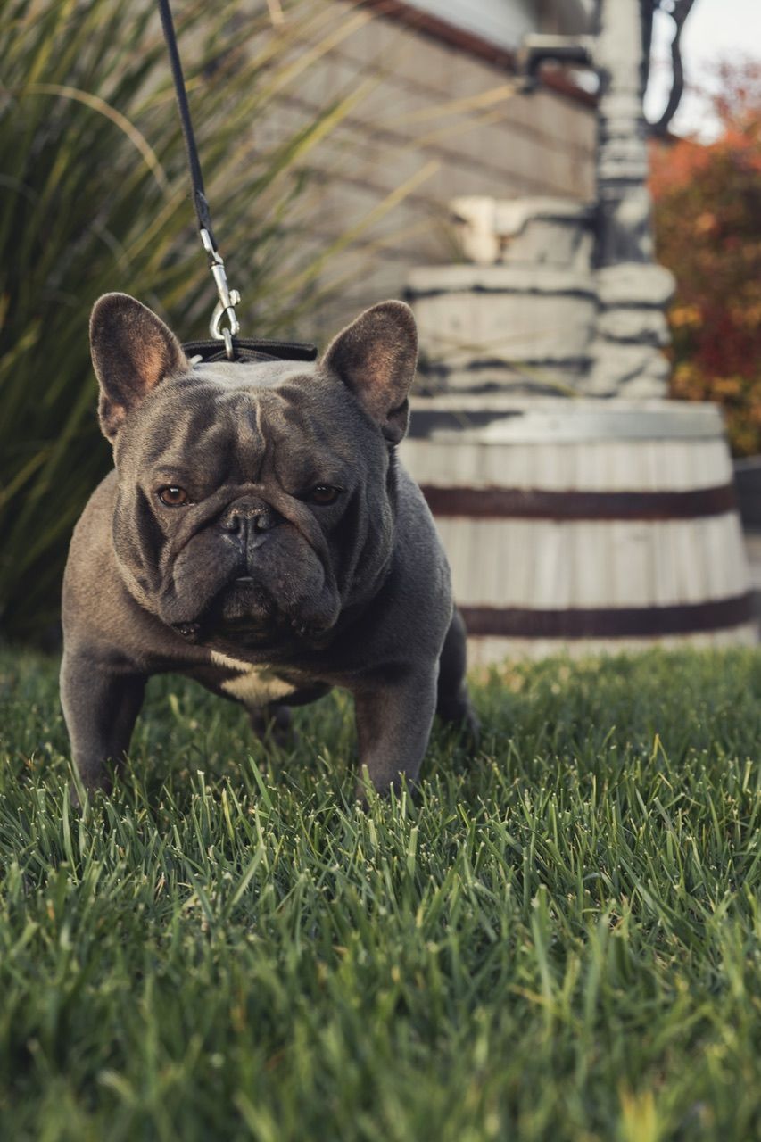 MMG Rottweilers / Four Seasons Frenchies in California French Bulldog