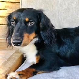 Buster - Dachshund