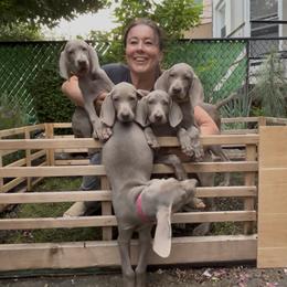 Weimaraner puppies from Alchemy Weimaraners