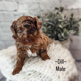 Dill - Phantom male Poodle puppy in Portage, Utah from Pugsley Poodles