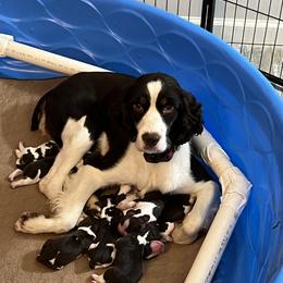 Boy 4 - Liver and white male English Springer Spaniel puppy in Jamestown, Kentucky from Waterworks Springers