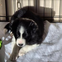 Douglas - Black and white male Border Collie puppy in Chino Valley, Arizona from Dog Pond Border Collies